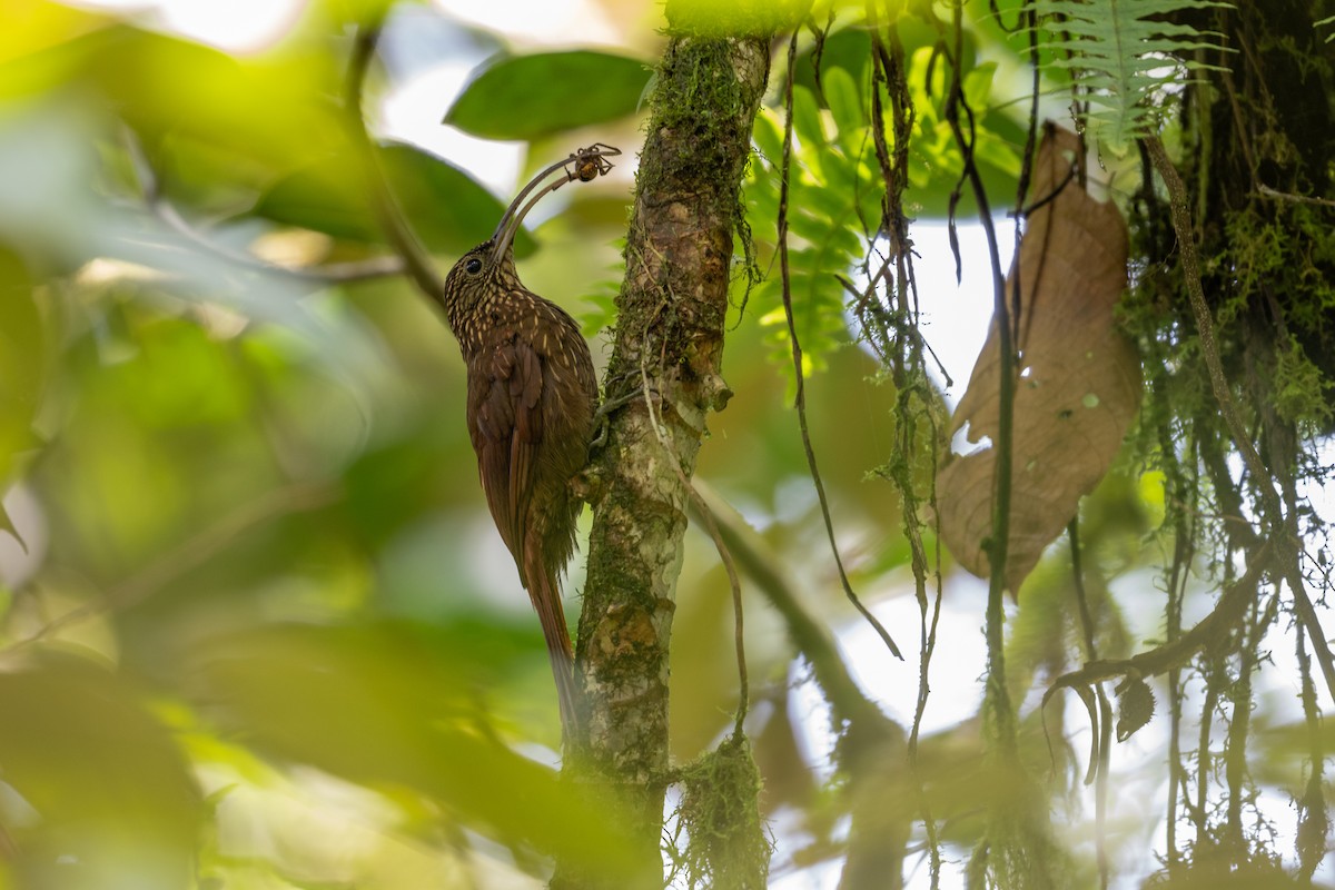 Brown-billed Scythebill - Charles Thomas