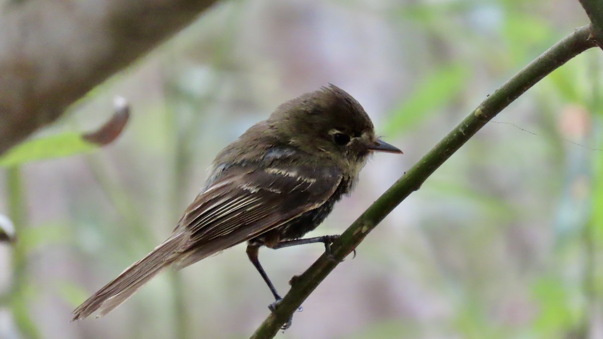 Western Flycatcher (Pacific-slope) - ML603586831