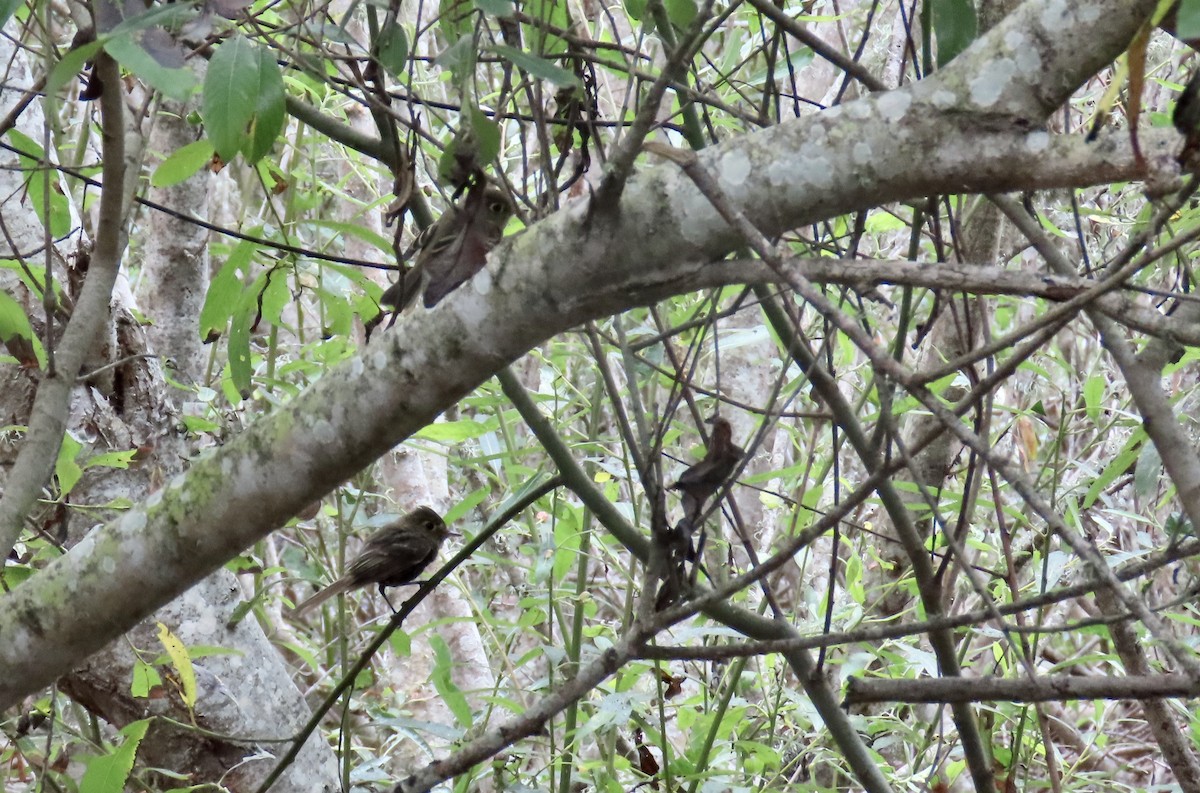 Western Flycatcher (Pacific-slope) - ML603586851