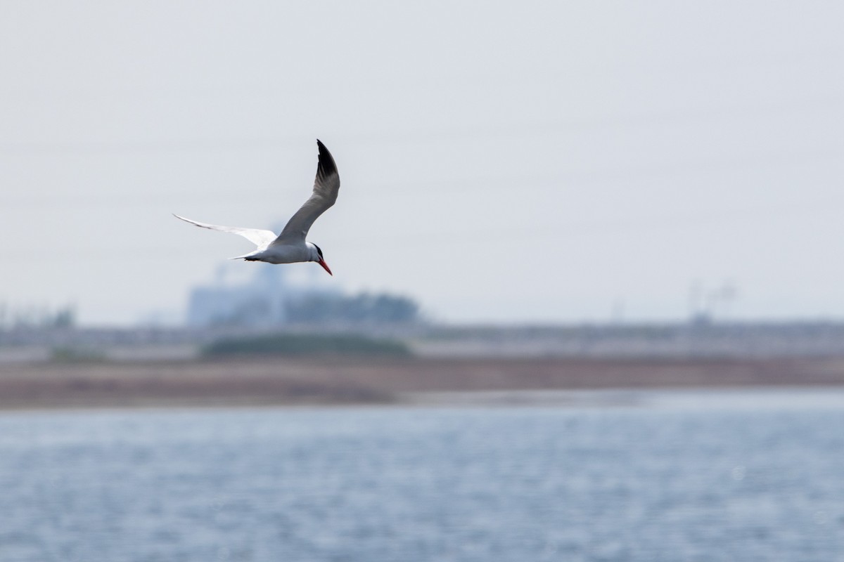 Caspian Tern - Rain Saulnier