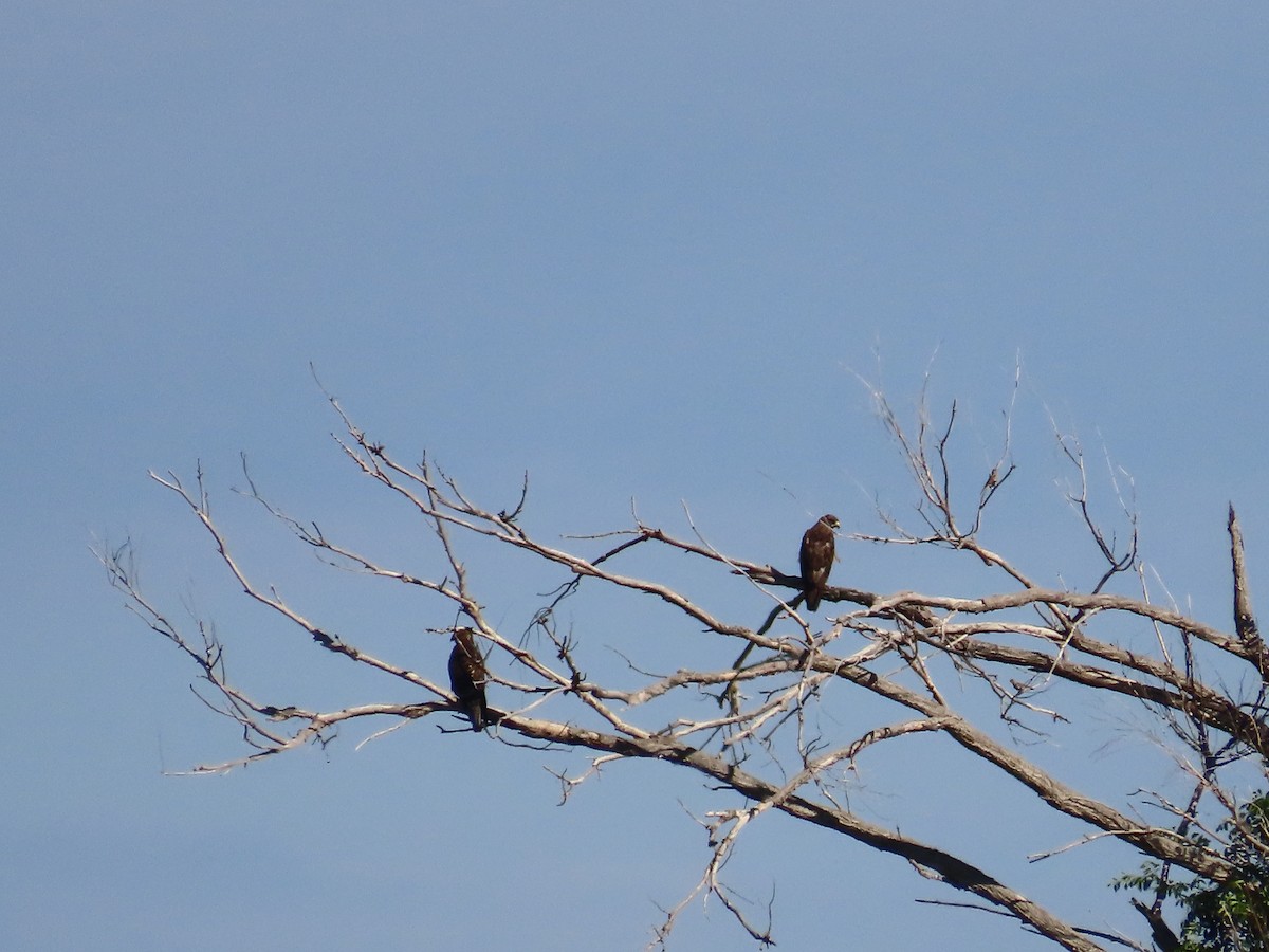 Swainson's Hawk - ML603588101