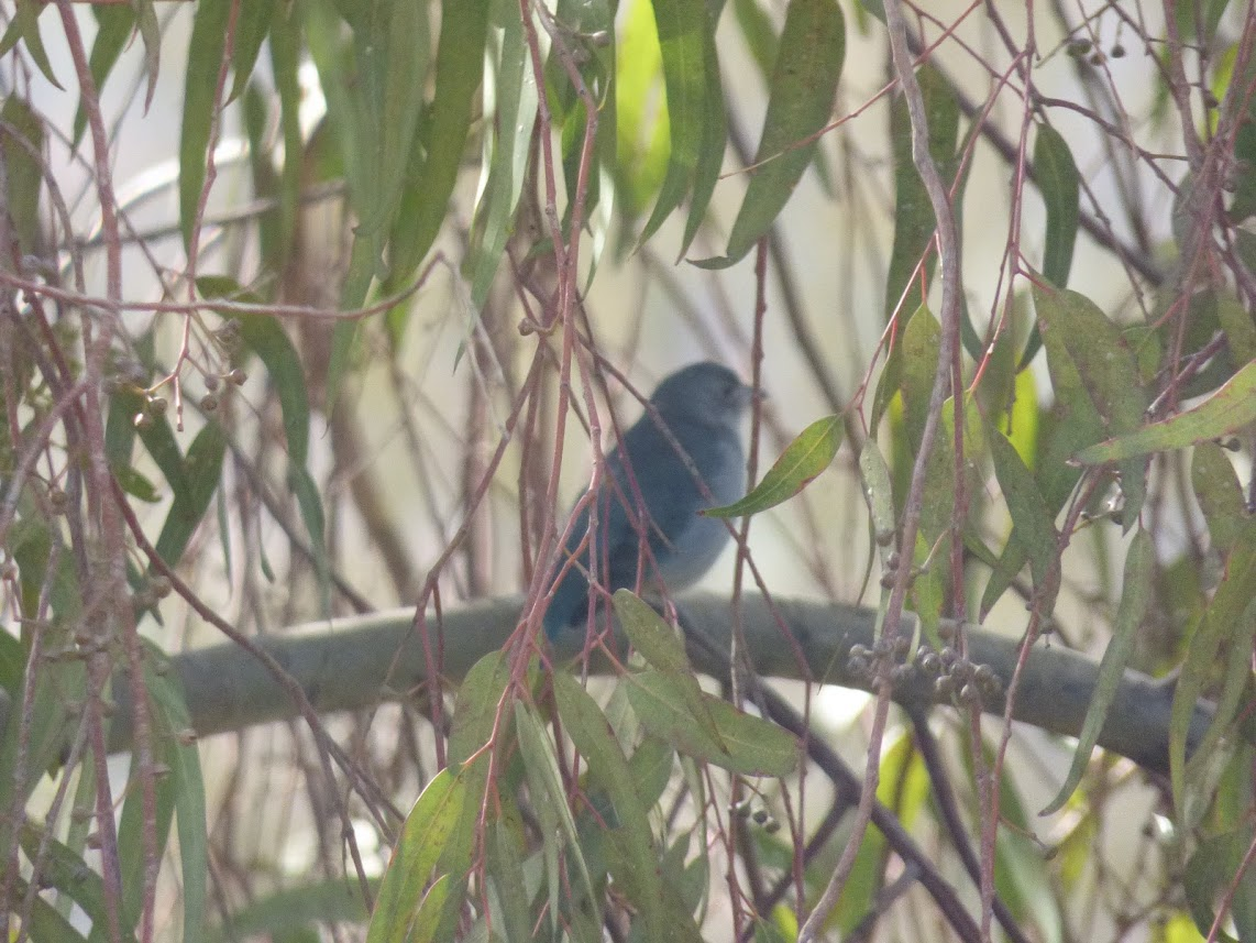 Plumbeous Sierra Finch - ML603588441
