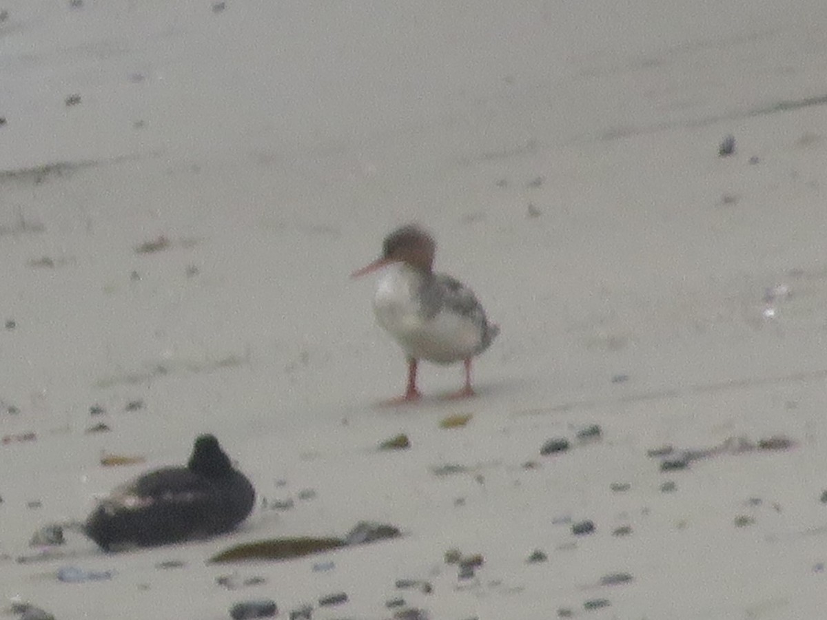 Red-breasted Merganser - Brian Ahern