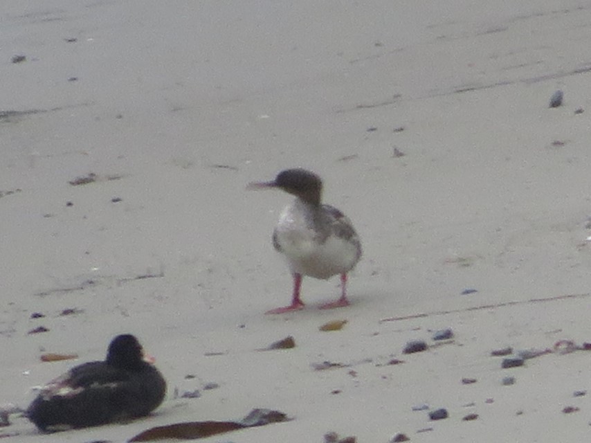 Red-breasted Merganser - ML603589091