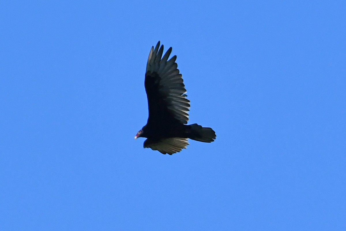 Turkey Vulture - ML603589911