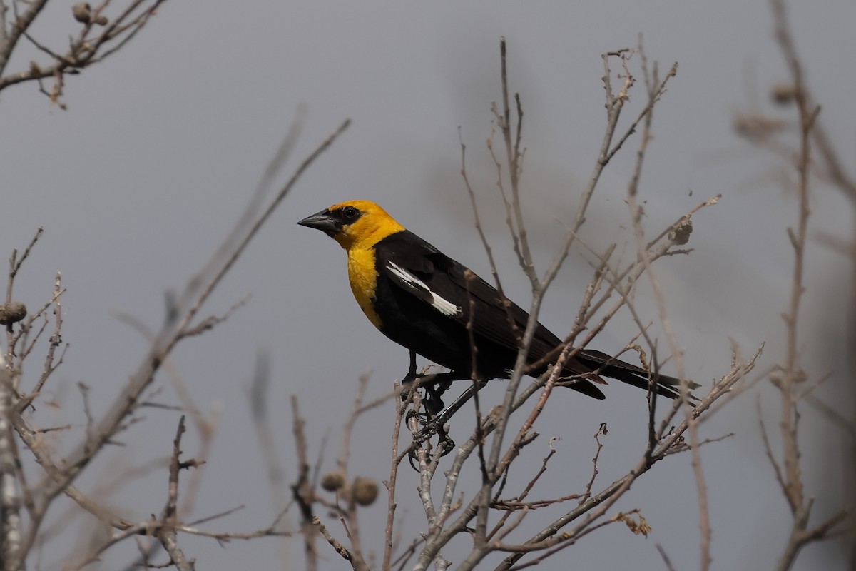 Yellow-headed Blackbird - ML603590261