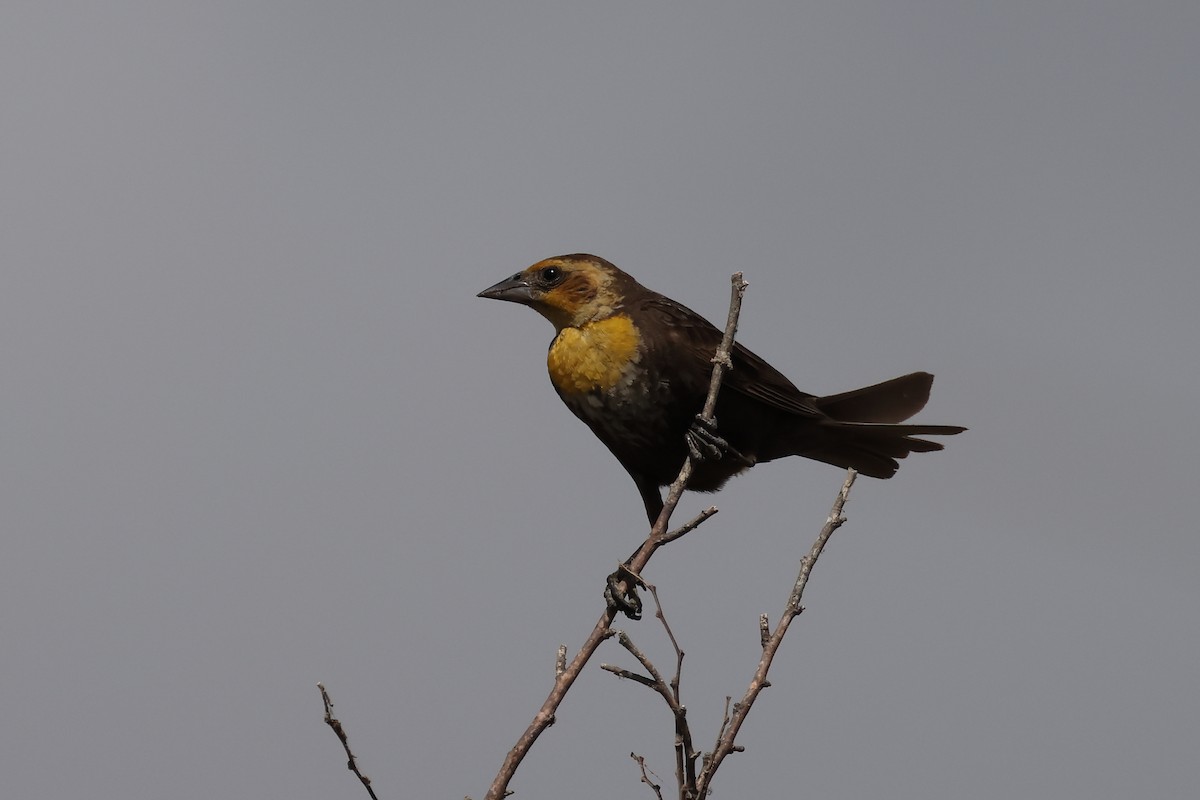 Yellow-headed Blackbird - ML603590331