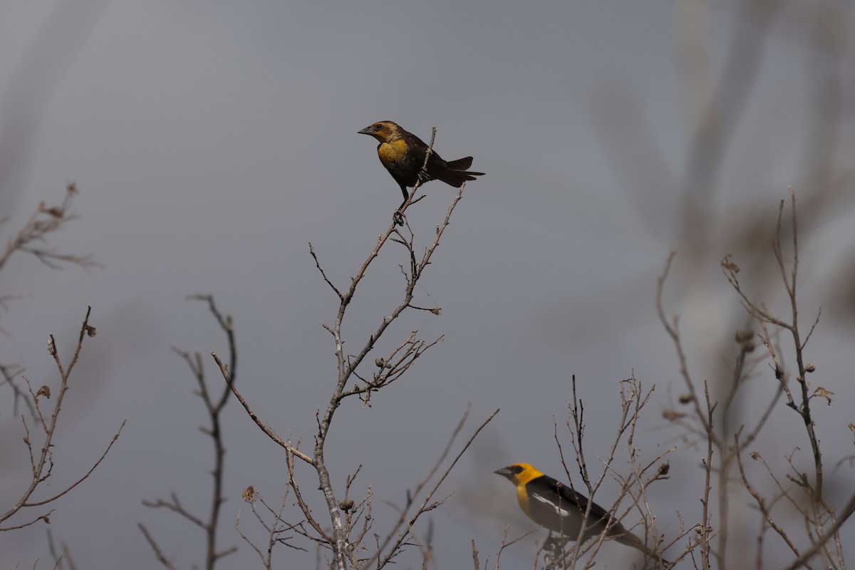 Yellow-headed Blackbird - ML603590441