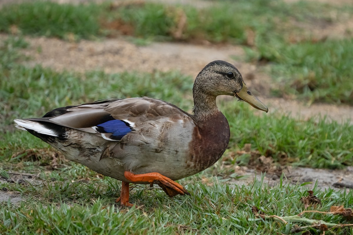 Mallard - ML603590541