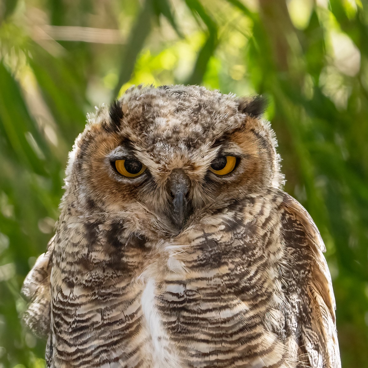Great Horned Owl - ML603590861