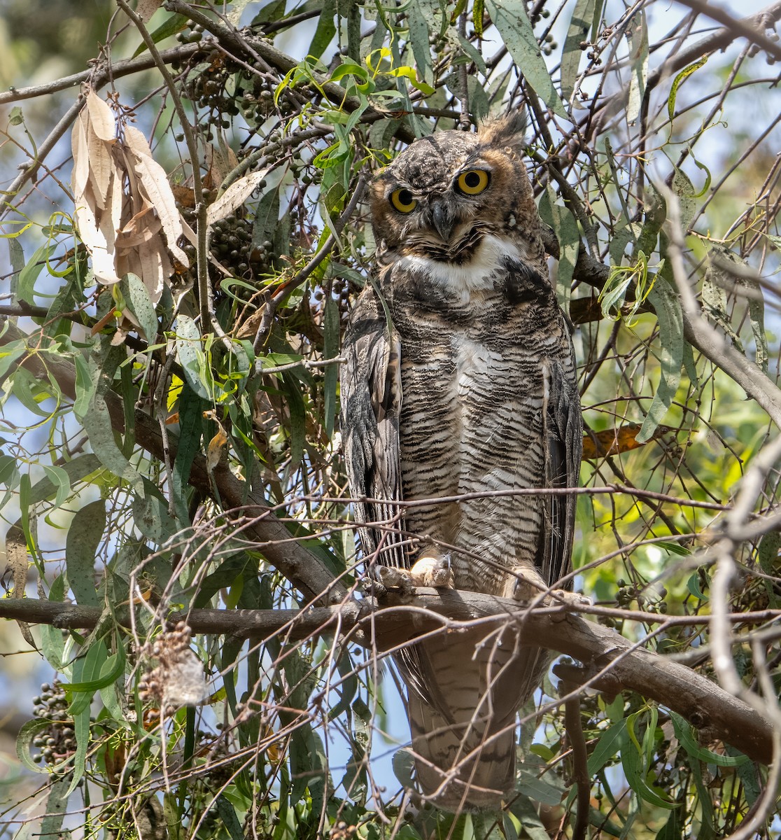 Great Horned Owl - ML603590871