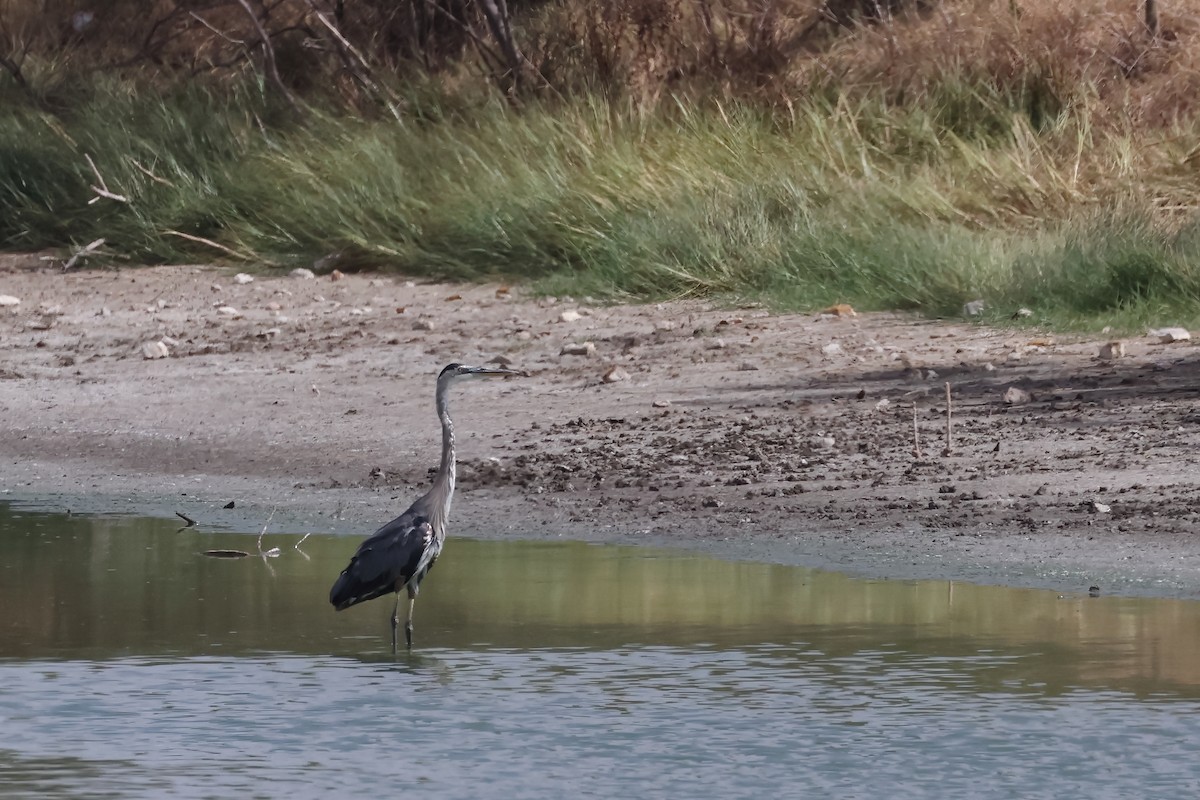 Great Blue Heron - ML603591221