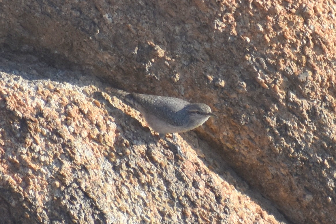 Rock Wren - ML603591881