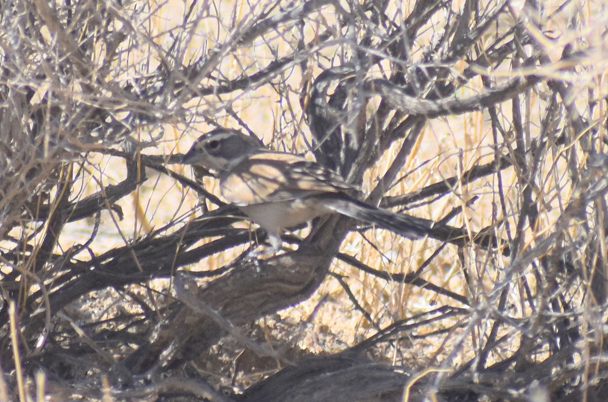Black-throated Sparrow - ML603591991