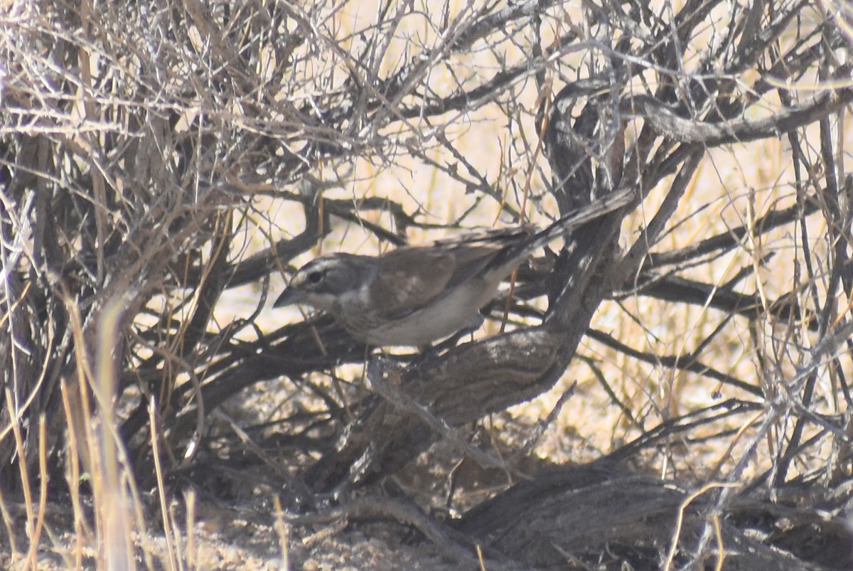 Black-throated Sparrow - ML603592001