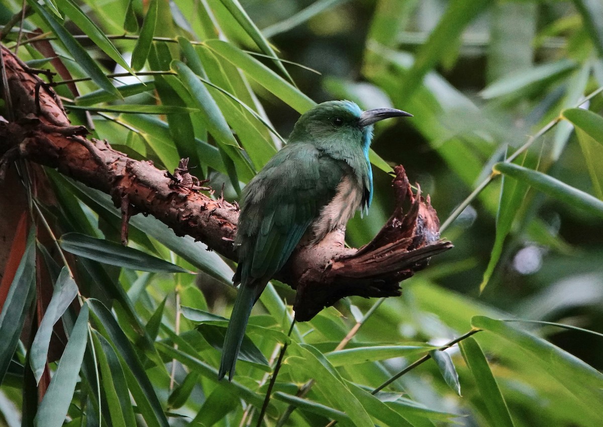Blue-bearded Bee-eater - ML603594181