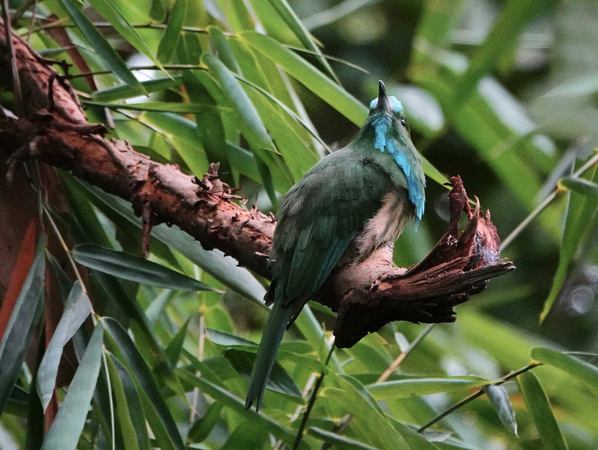 Blue-bearded Bee-eater - ML603594191