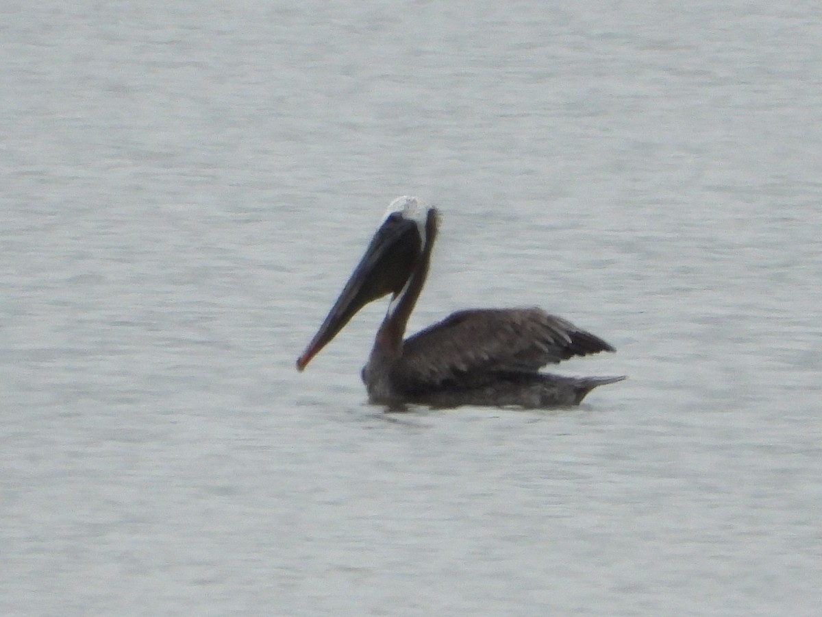 Brown Pelican - ML603594511