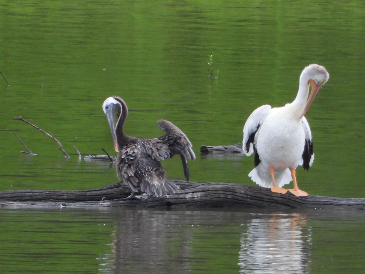 Brown Pelican - ML603594521