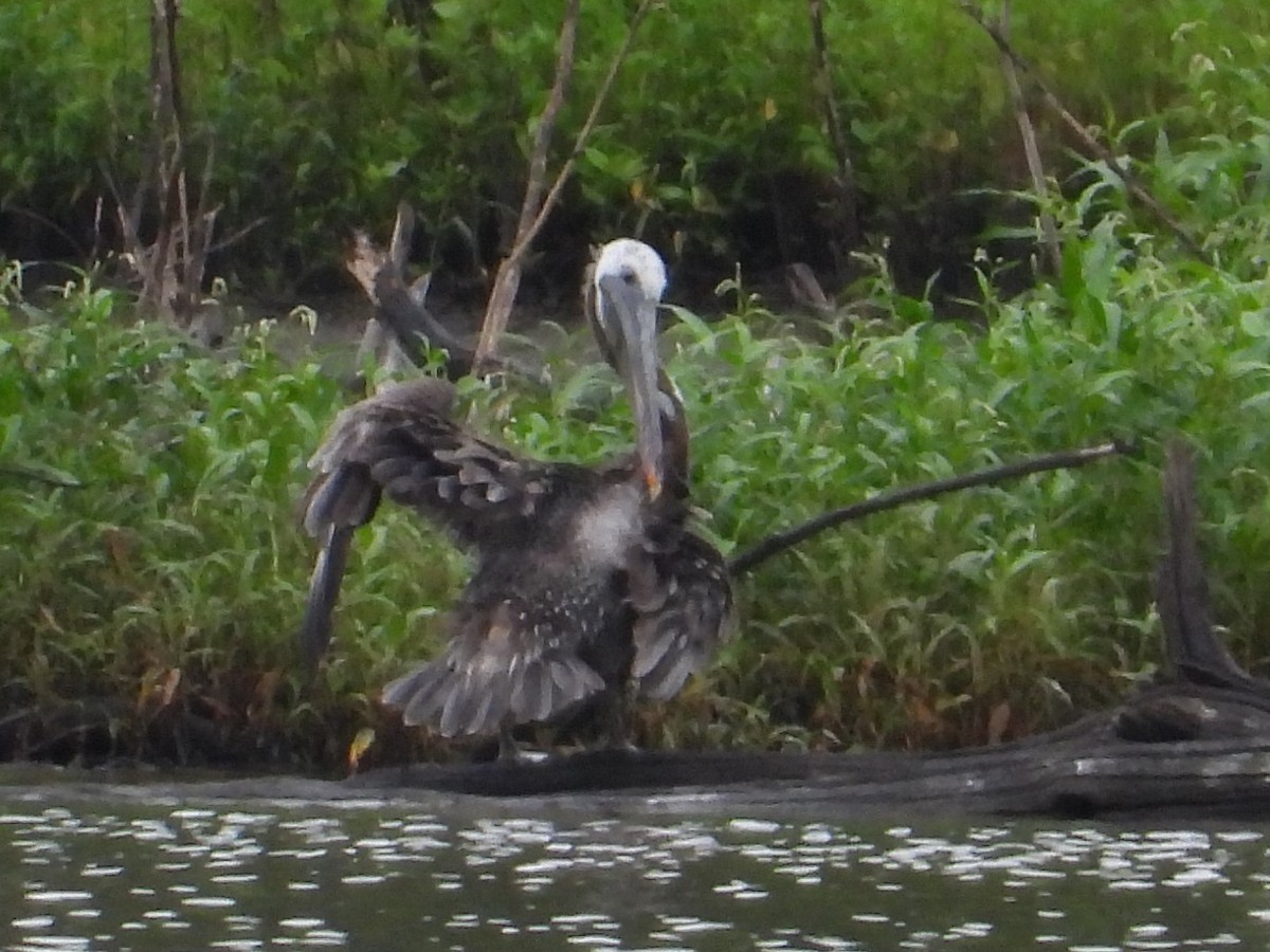Brown Pelican - ML603594531