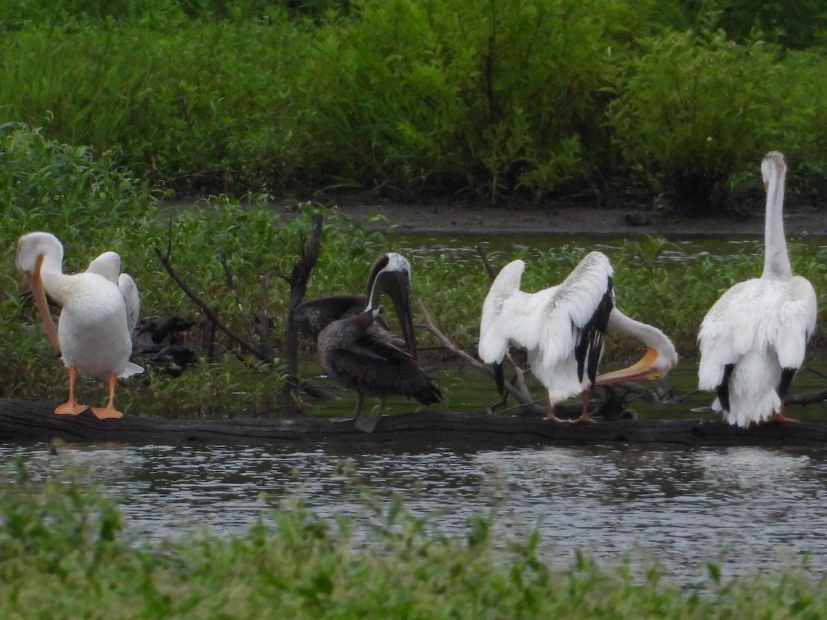Brown Pelican - ML603594551