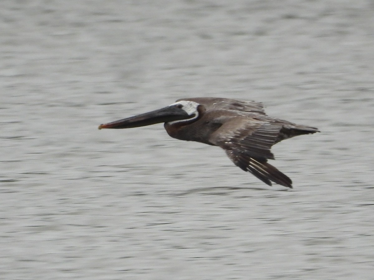 Brown Pelican - ML603594561