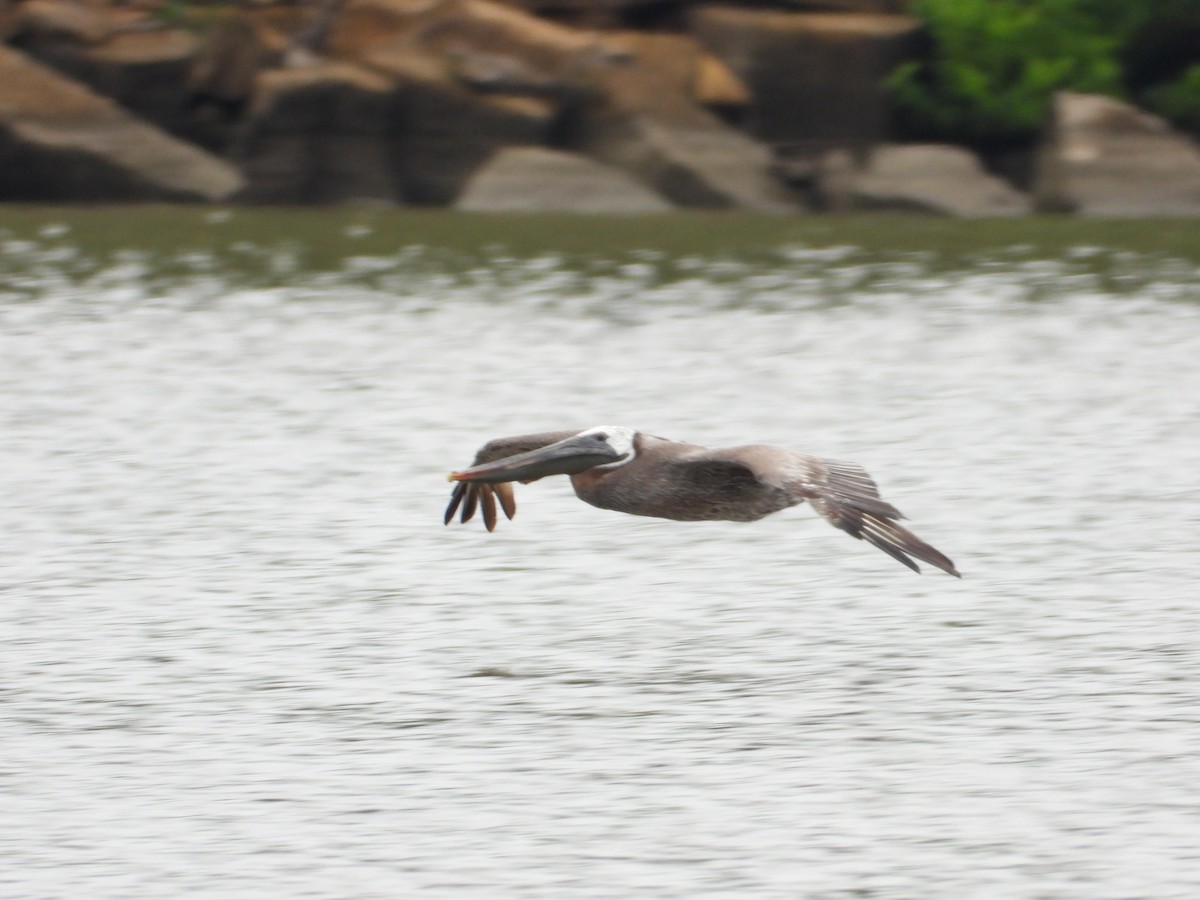 Brown Pelican - ML603594731
