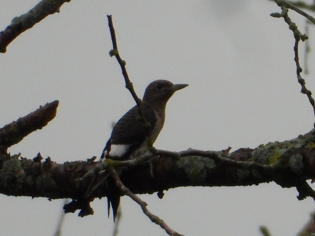 Red-headed Woodpecker - ML603594911