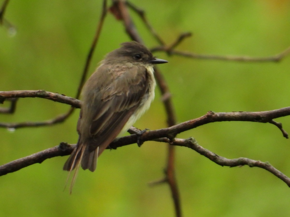 Eastern Phoebe - ML603594951