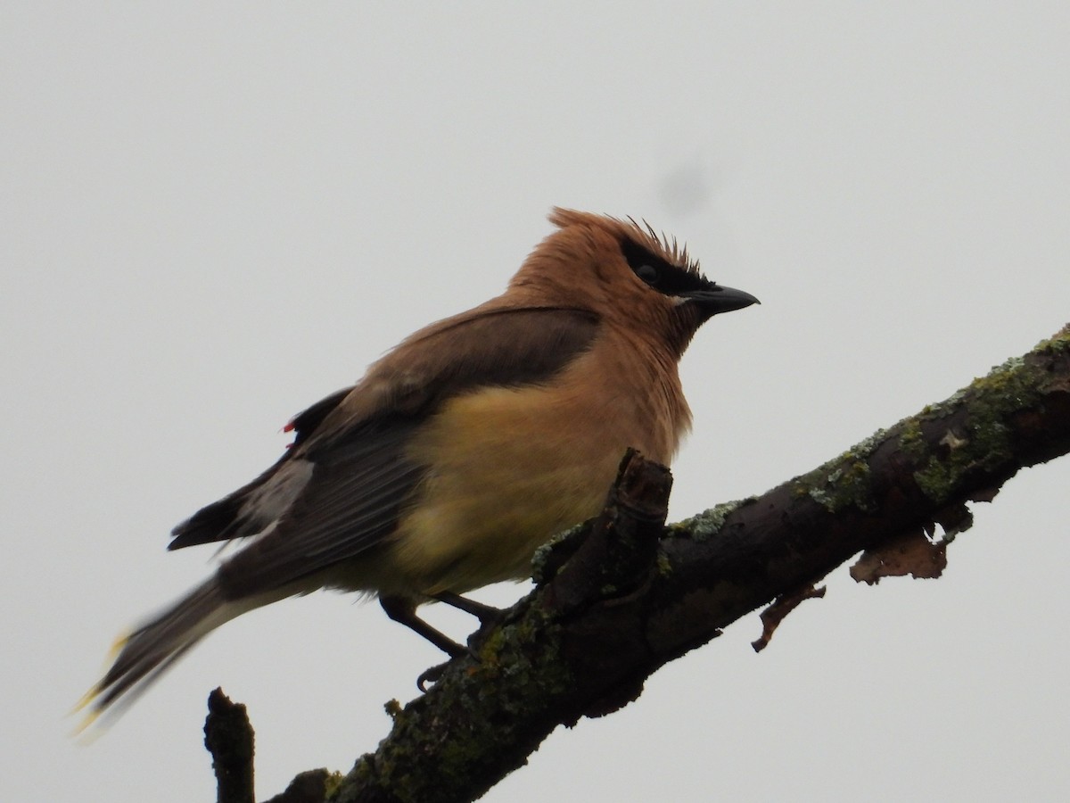 Cedar Waxwing - ML603594981