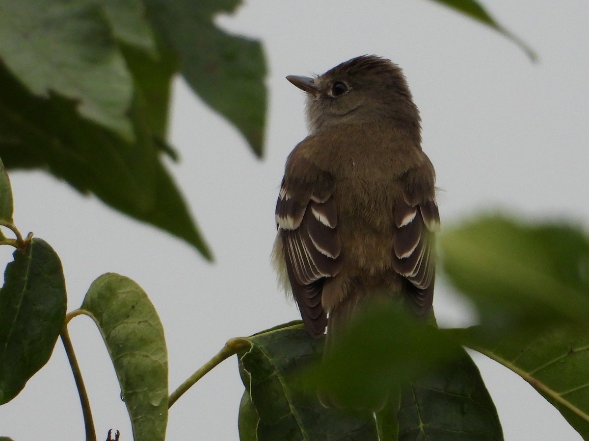 Alder Flycatcher - ML603595081