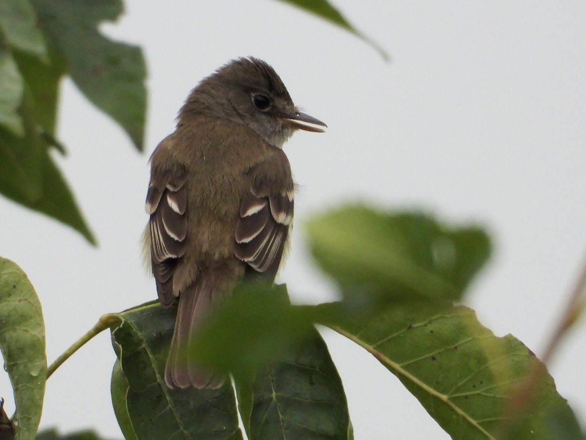 Alder Flycatcher - ML603595091