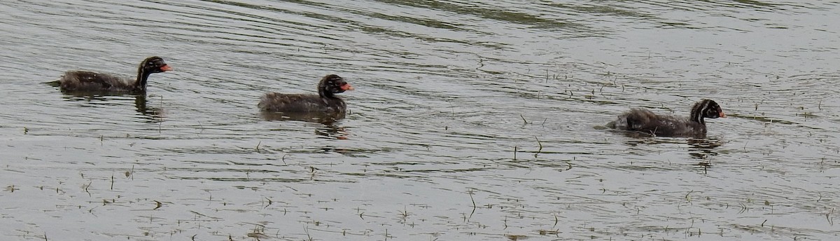 Little Grebe - ML603597001