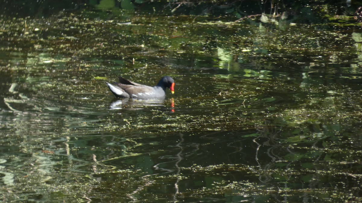 Eurasian Moorhen - ML603598111