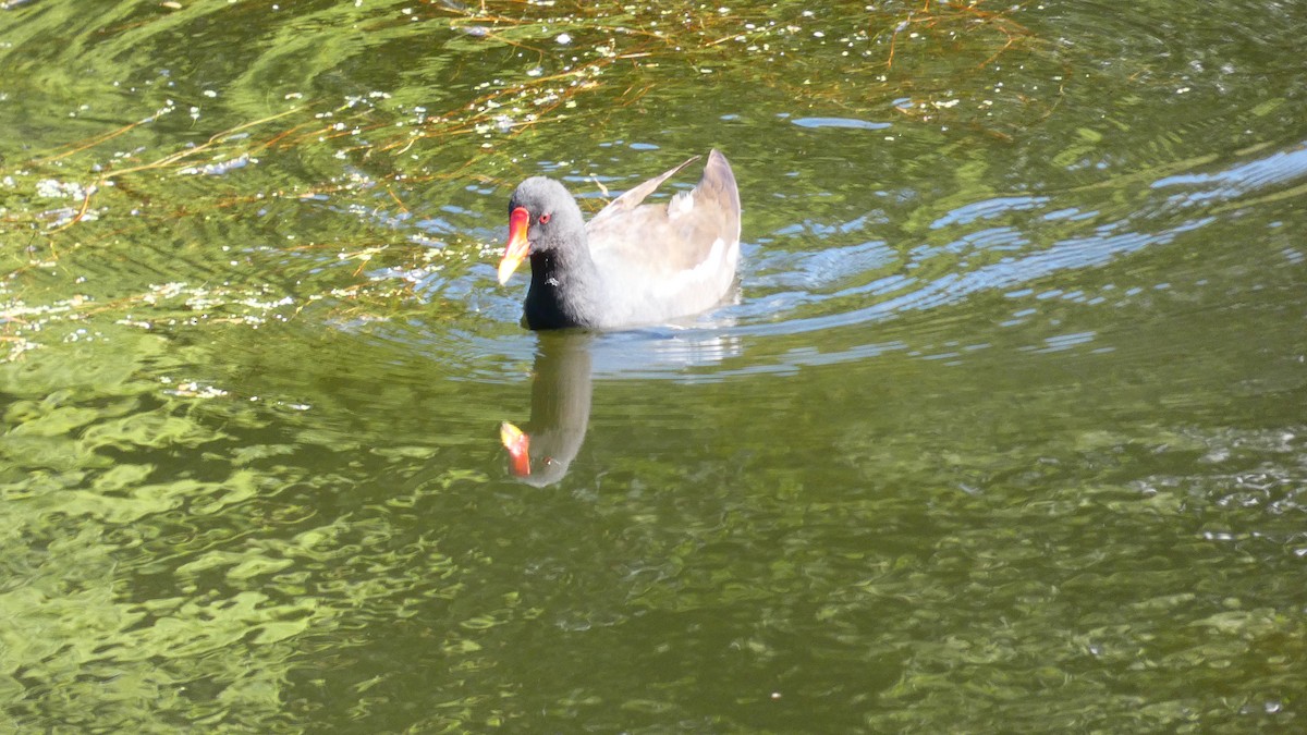 Eurasian Moorhen - ML603598151