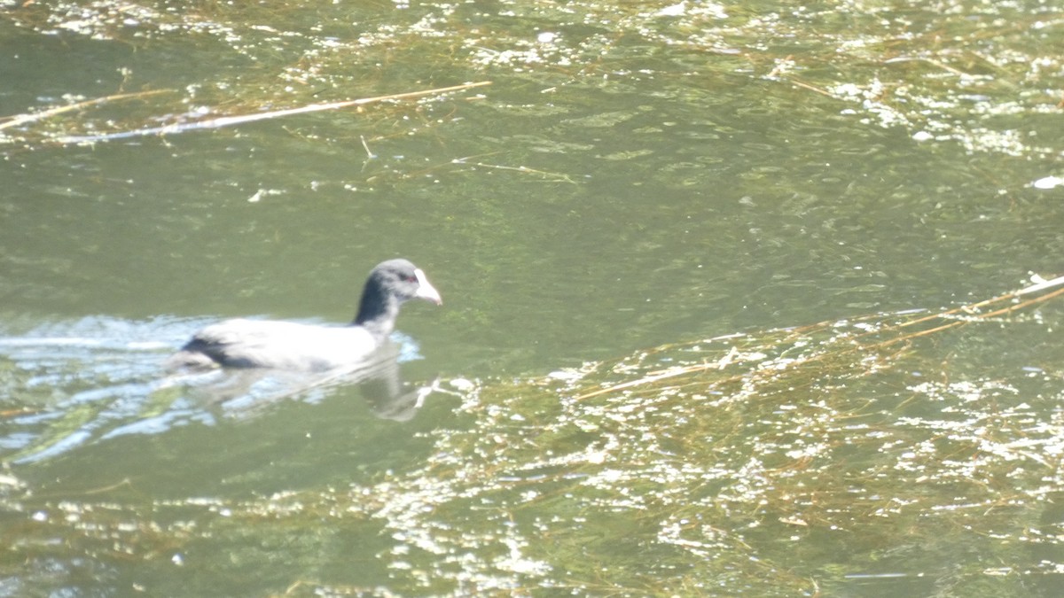 Eurasian Coot - ML603598211