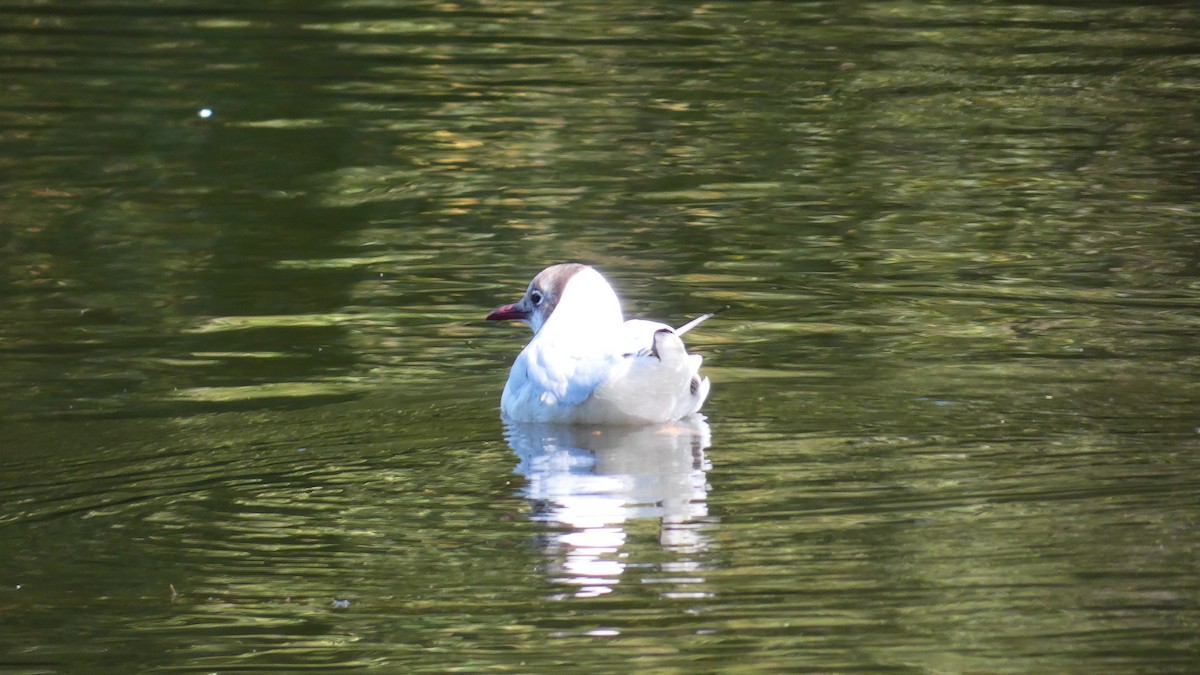 Black-headed Gull - ML603598301