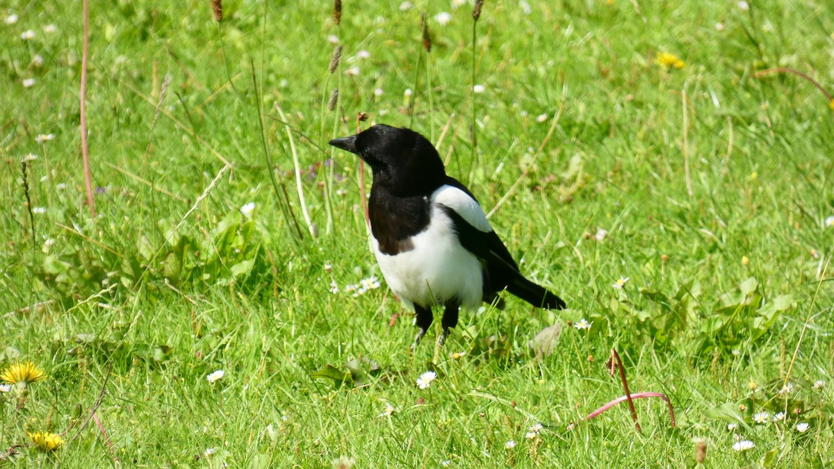 Eurasian Magpie - ML603598841