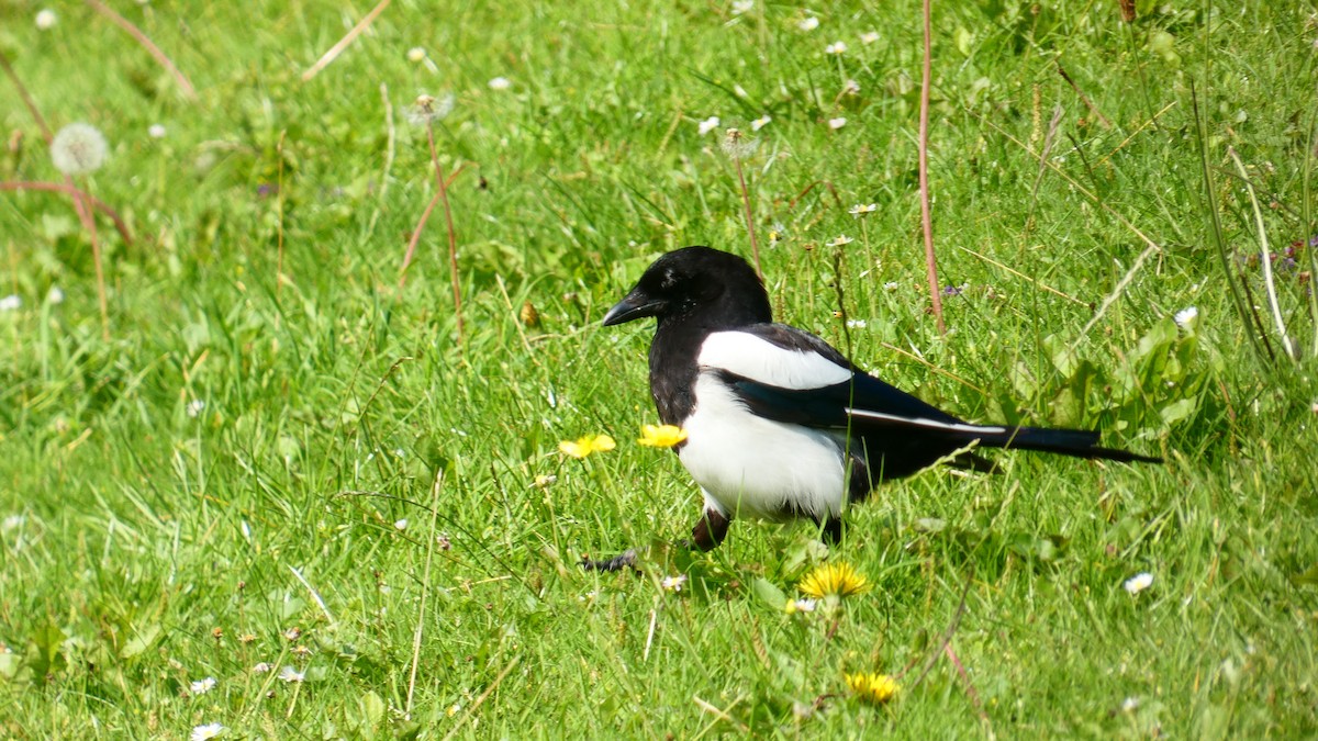 Eurasian Magpie - ML603598871