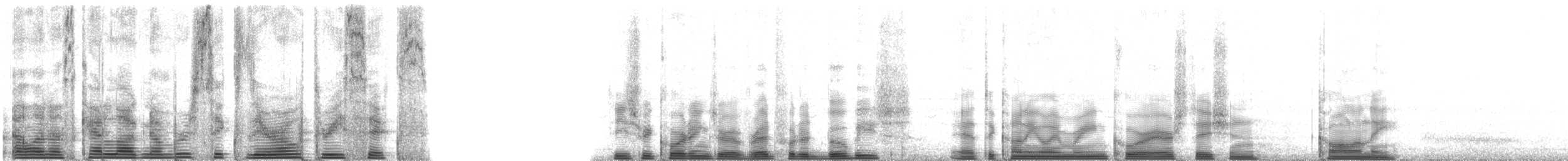 rødfotsule (rubripes) - ML6036