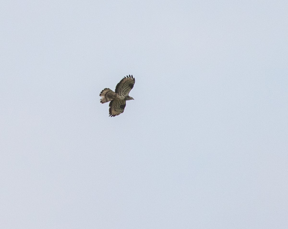 European Honey-buzzard - ML603601031