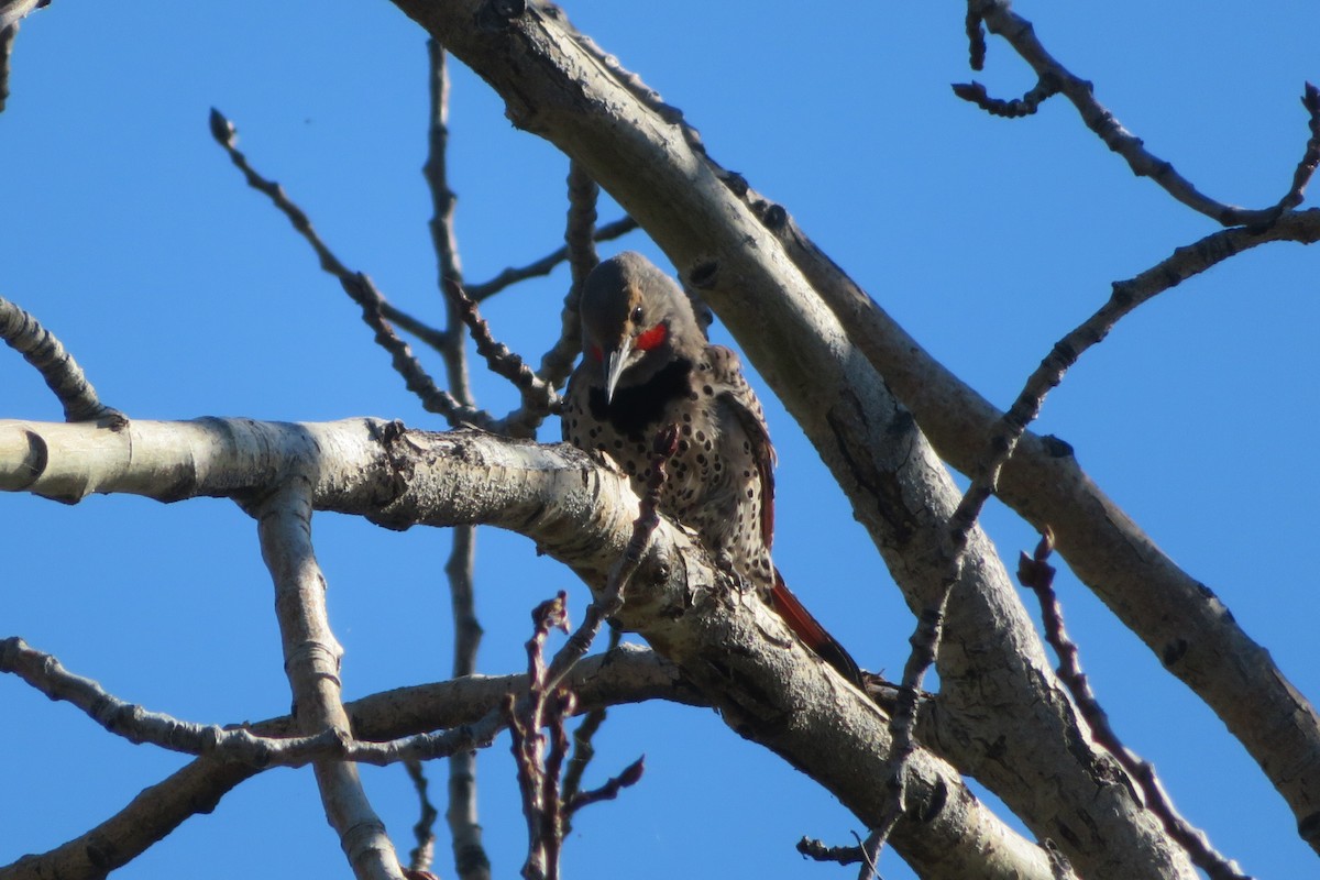 Northern Flicker - ML603601071