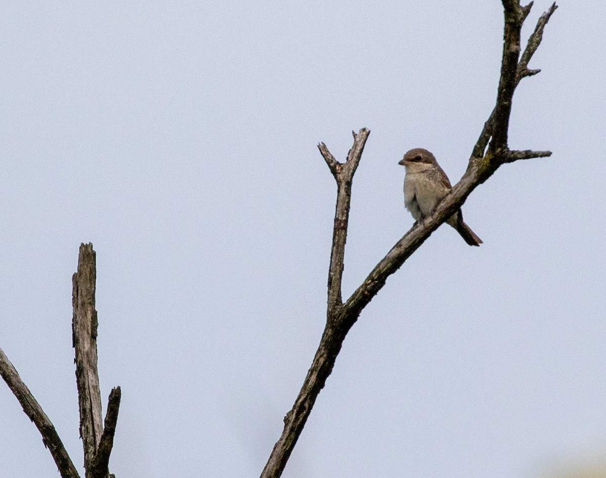 Red-backed Shrike - ML603601081