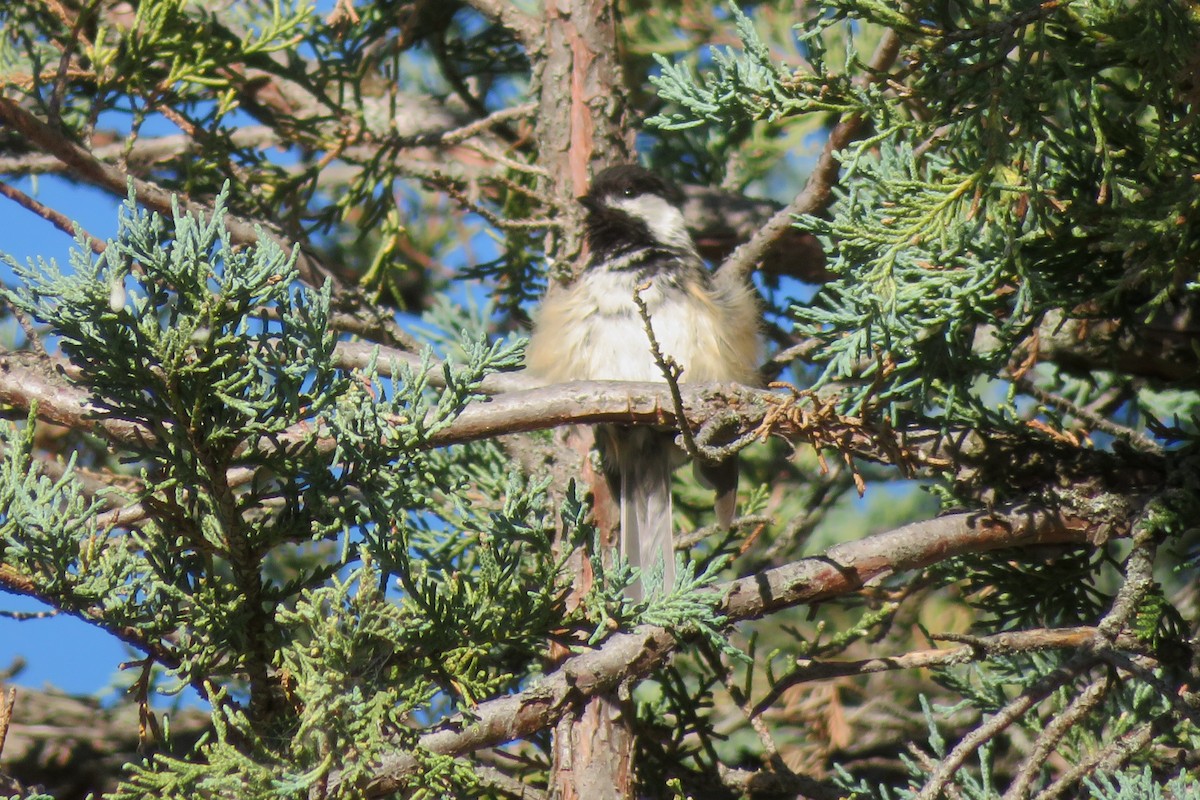 Black-capped Chickadee - Judy  Cagle