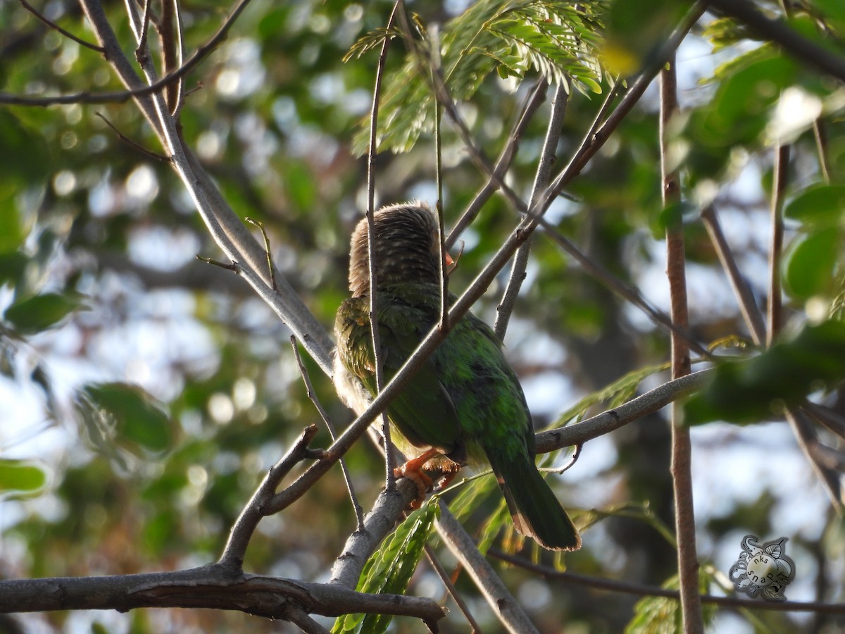 Kahverengi Başlı Barbet - ML603601531