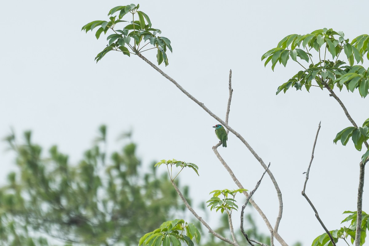 Blue-throated Barbet - ML603601751