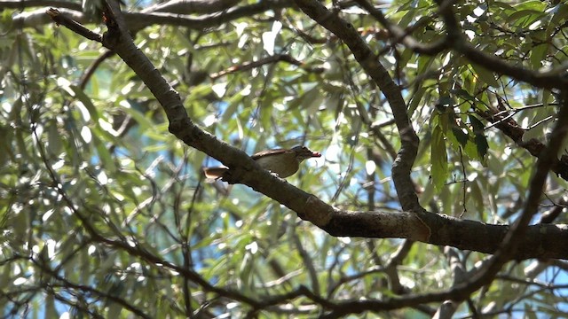 White-throated Thrush - ML603602511