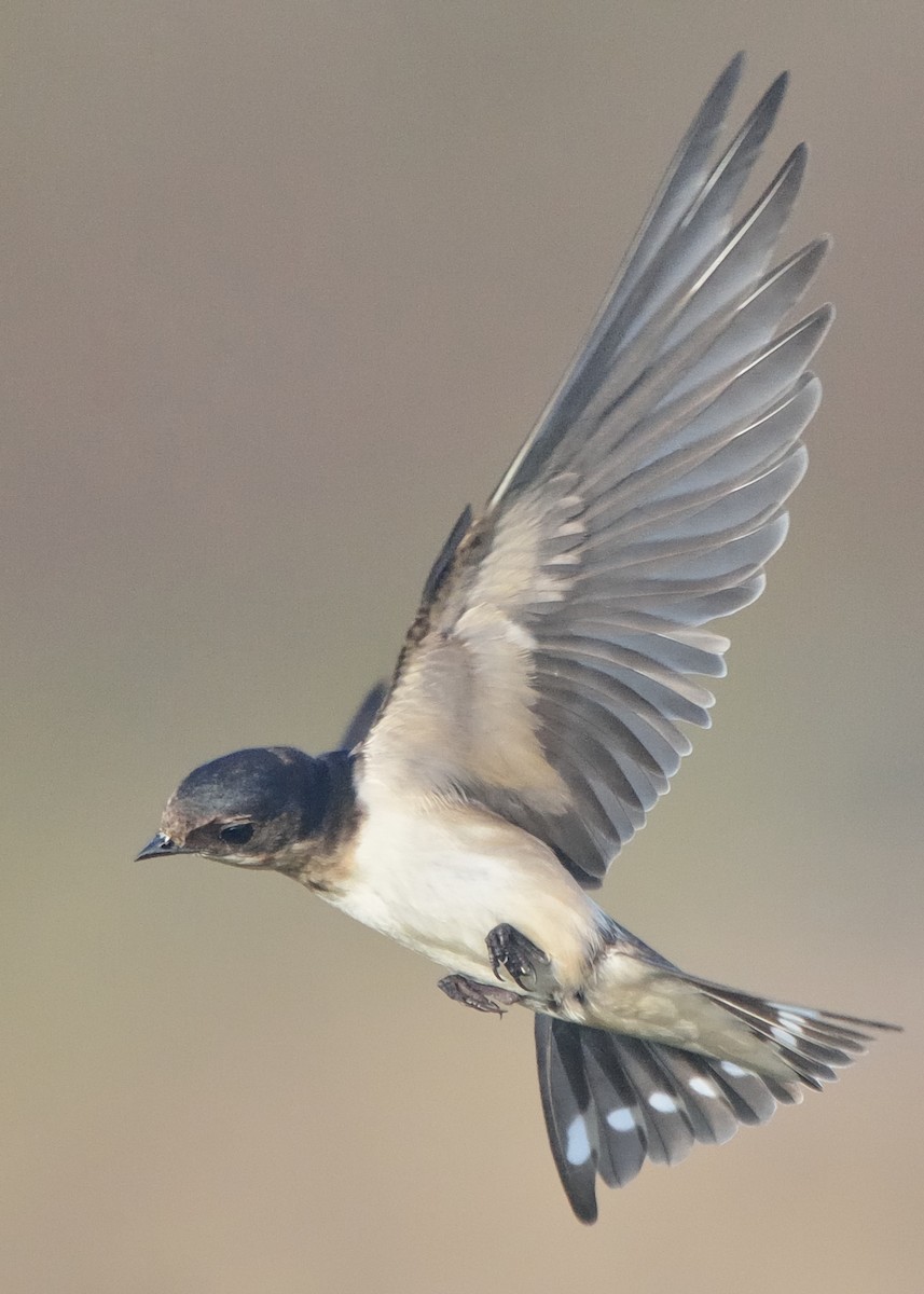 Barn Swallow - Michiel Oversteegen