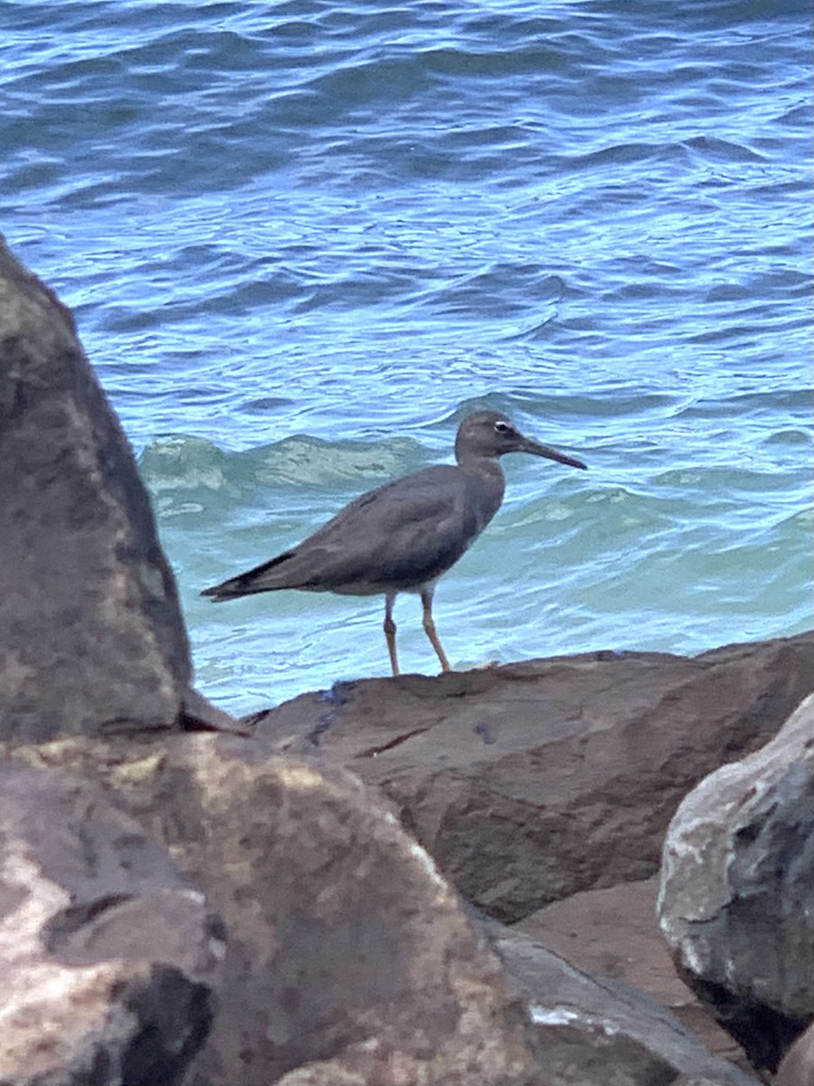 Wandering Tattler - ML603602971