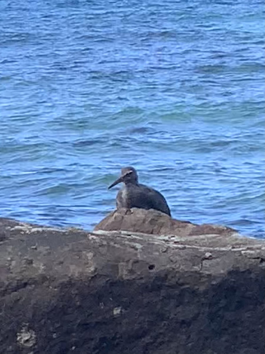 Wandering Tattler - ML603602981